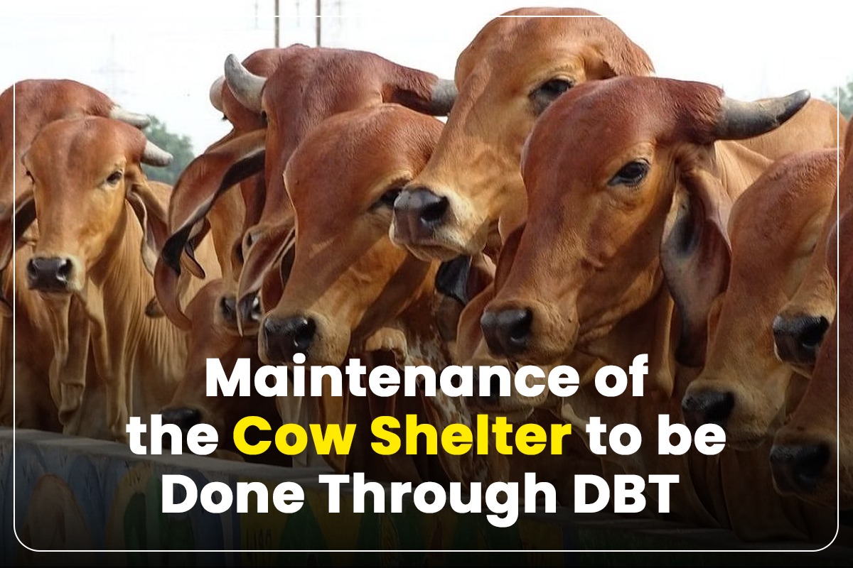 Maintenance of the Cow Shelter to be Done Through DBT 
